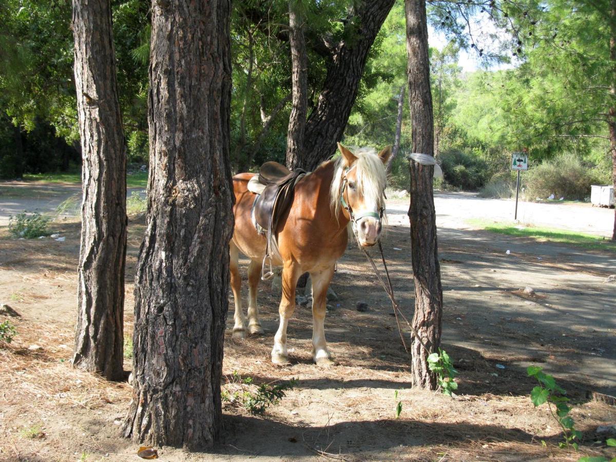 Oranj Ranch Hotel Kemer Zewnętrze zdjęcie